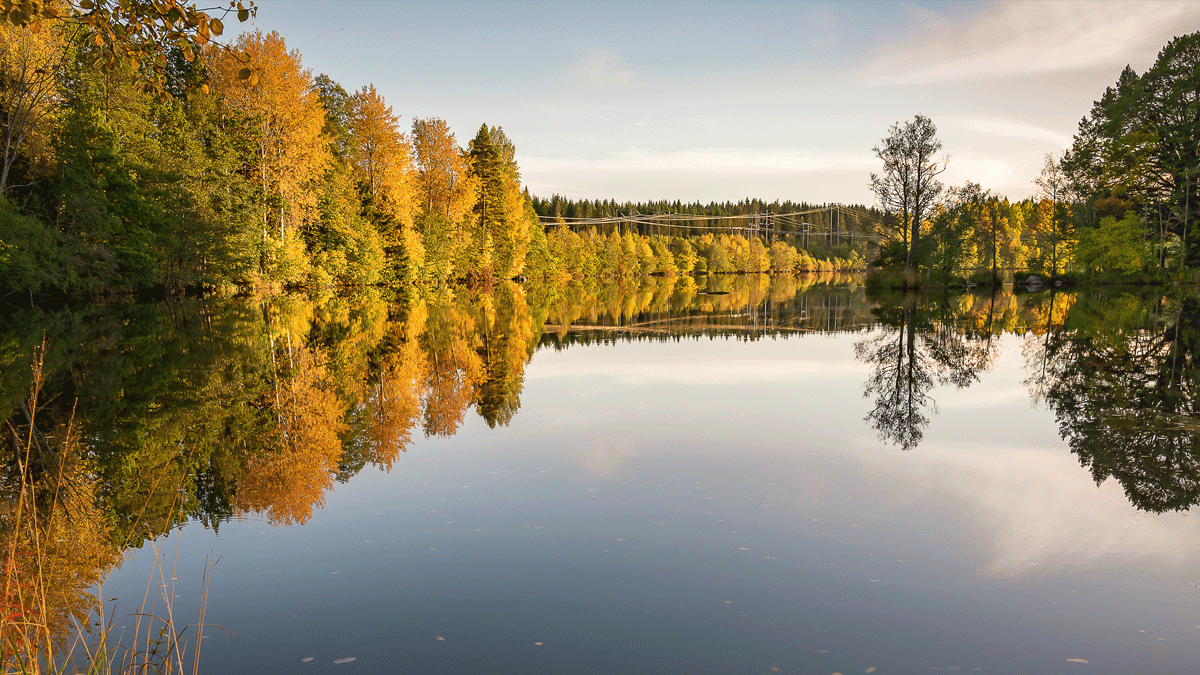 Naturbild från vattnet